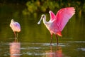 Roseate spoonbill (Platalea ajaja) Royalty Free Stock Photo