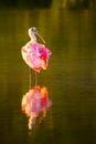 Roseate spoonbill (Platalea ajaja)