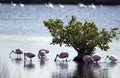 Roseate spoonbills