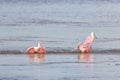 Roseate Spoonbills Bathing, J.N. Ding Darling National Wildl