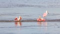 Roseate Spoonbills Bathing, J.N. Ding Darling National Wildl