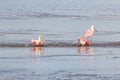 Roseate Spoonbills Bathing, J.N. Ding Darling National Wildl