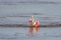 Roseate Spoonbills Bathing, J.N. Ding Darling National Wildl