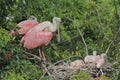 Roseate Spoonbills with Chicks in Nest
