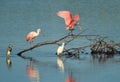 Roseate Spoonbills at Ding Darling National Wildlife Refuge