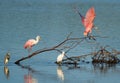 Roseate Spoonbills at Ding Darling Wildlife Refuge