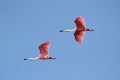 Roseate Spoonbills In Flight