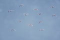 Roseate Spoonbills Flying Royalty Free Stock Photo