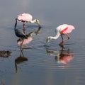 Roseate Spoonbills Foraging, Tricolored Heron, Merritt Island Na Royalty Free Stock Photo