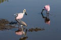 Roseate Spoonbills Foraging, Tricolored Heron, Merritt Island Na Royalty Free Stock Photo