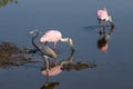 Roseate Spoonbills Foraging, Tricolored Heron, Merritt Island Na Royalty Free Stock Photo