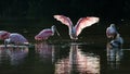 Roseate Spoonbills and juvenile white ibis (Eudocimus albus) in Royalty Free Stock Photo