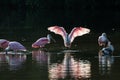 Roseate Spoonbills and juvenile white ibis (Eudocimus albus) in Royalty Free Stock Photo