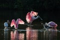 Roseate Spoonbills and juvenile white ibis (Eudocimus albus) in