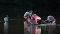 Roseate Spoonbills and juvenile white ibis (Eudocimus albus) in Royalty Free Stock Photo