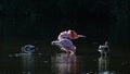 Roseate Spoonbills and juvenile white ibis (Eudocimus albus) in Royalty Free Stock Photo