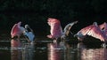 Roseate Spoonbills and juvenile white ibis (Eudocimus albus) in Royalty Free Stock Photo