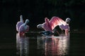 Roseate Spoonbills and juvenile white ibis (Eudocimus albus) in Royalty Free Stock Photo