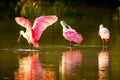 Roseate spoonbills (Platalea ajaja) Royalty Free Stock Photo