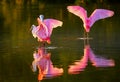 Roseate spoonbills (Platalea ajaja)