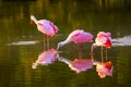 Roseate spoonbills (Platalea ajaja) Royalty Free Stock Photo