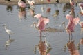 Roseate Spoonbills preening