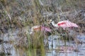 Roseate Spoonbills in a swamp