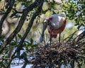 Roseate Spoonbills Tend the Nest Royalty Free Stock Photo