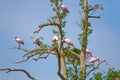 Roseate Spoonbills On A Tree Royalty Free Stock Photo