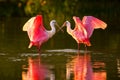 Roseate spoonbills (Platalea ajaja) Royalty Free Stock Photo