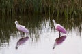 Roseate spoonhill Royalty Free Stock Photo