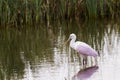 Roseate spoonhill Royalty Free Stock Photo
