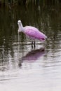 Roseate spoonhill Royalty Free Stock Photo