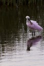 Roseate spoonhill Royalty Free Stock Photo