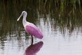 Roseate spoonhill Royalty Free Stock Photo