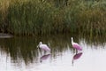 Roseate spoonhill Royalty Free Stock Photo