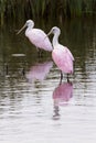 Roseate spoonhill Royalty Free Stock Photo