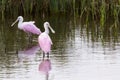 Roseate spoonhill Royalty Free Stock Photo