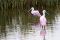 Roseate spoonhill Royalty Free Stock Photo