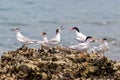 Roseate Tern Adult and Juvenile perching on stone Royalty Free Stock Photo