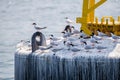 Roseate Tern and Black-naped Tern`s Adult and Juvenile perching on buoy