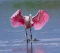 Roseatte spoonbill shows off its bright breeding colors with wings spread Royalty Free Stock Photo