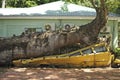 Roseau, Dominica-February 04,2014: Hurricane david`s wrath. A school bus was crushed by an African baobab tree. Royalty Free Stock Photo
