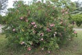 Rosebay: oleander with pink flowers
