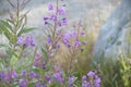 Rosebay Willow-herb Fireweed (Chamerion angustifolium)