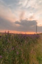 Rosebay willow herb growing by a rural road in Northumberland