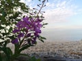 Rosebay willow-herb on the shore of Lake Baikal