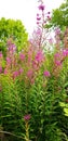 Rosebay willow hurb wild plant