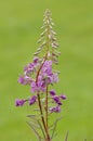 Rosebay Willowherb