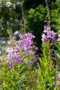 Rosebay Willowherb, Chamerion angustifolium, Onograceae, downy perennial with round stem favours damp habitats growing wild in a Royalty Free Stock Photo
